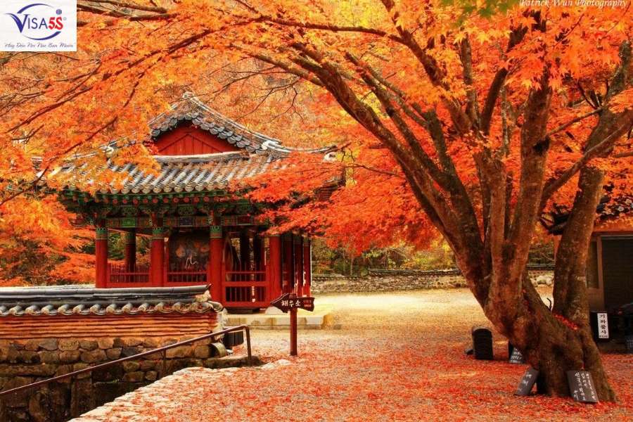 Ngắm mùa lá đỏ Hàn Quốc đẹp nhất vào tháng 9 đến tháng 10