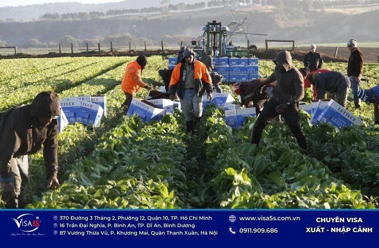 Quyền lợi hấp dẫn được đảm bảo khi xin visa đi Úc làm việc