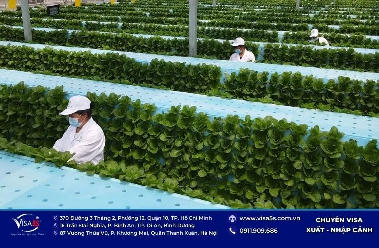 Visa Nông Nghiệp Úc (Subclass 403): Điều Kiện & Quy Trình 8 Điều kiện xin visa nông nghiệp Úc 403 (visa Subclass 403)